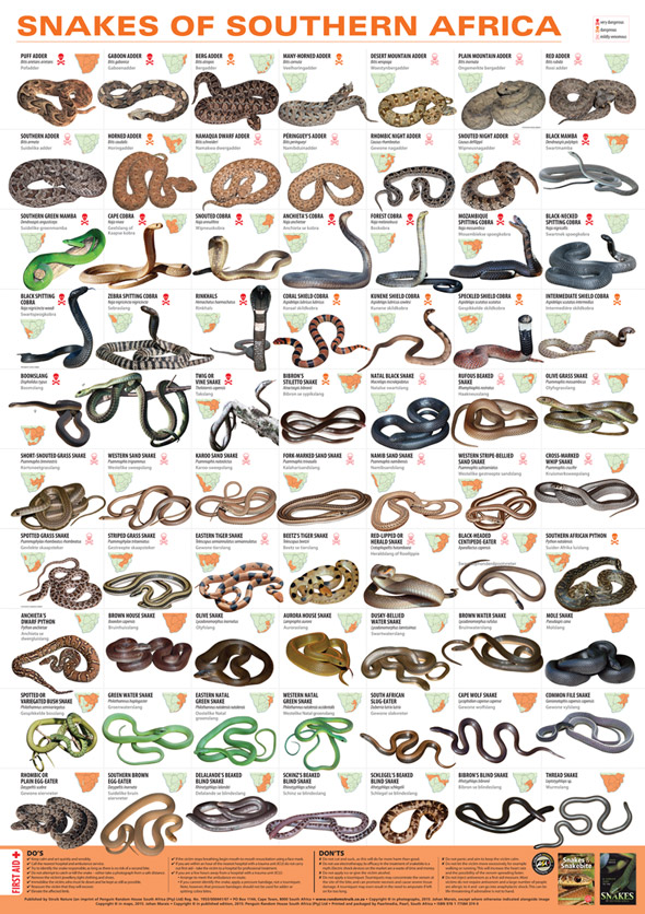 identifying snakes in south africa identifying snakes in south africa