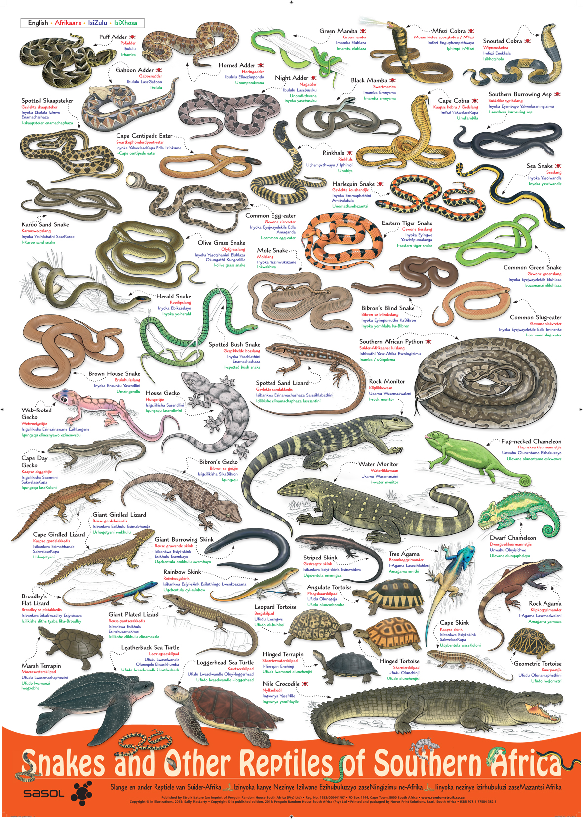 Poster Snakes And Other Reptiles Of Southern Africa