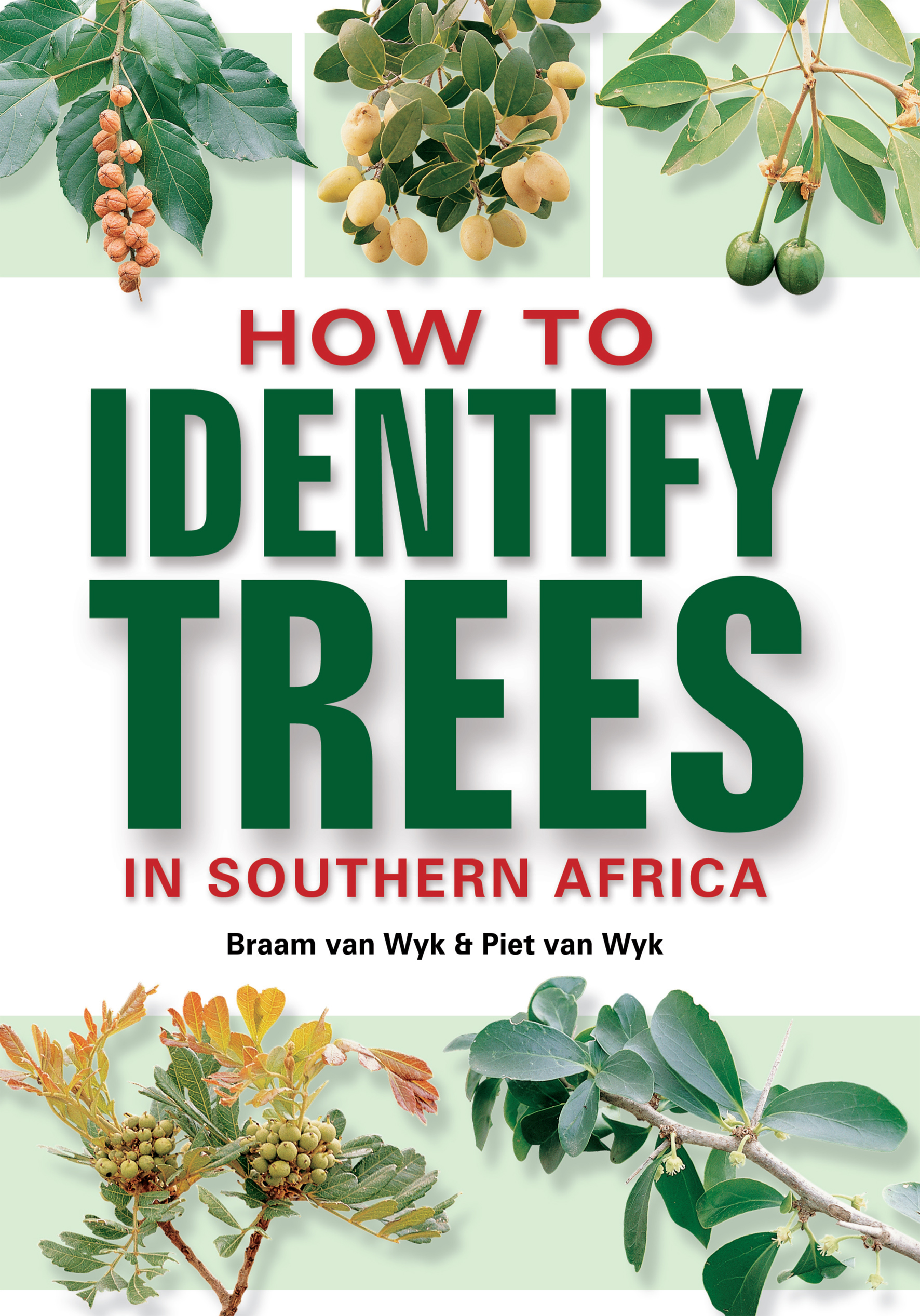 How To Identify Trees In Southern Africa By Van Wyk Braam