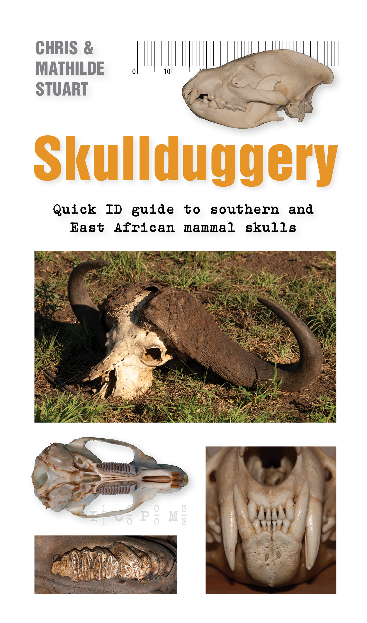 Skullduggery: Quick ID guide to southern and East African mammal skulls ...