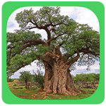 eTrees of Southern Africa 