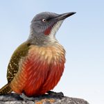 Sasol eBirds of Southern Africa