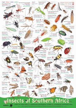 Poster: Insects of Southern Africa