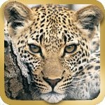 eGuide to Mammals of Southern Africa
